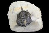 Bargain, Morocconites Trilobite - Ofaten, Morocco #138097-5
